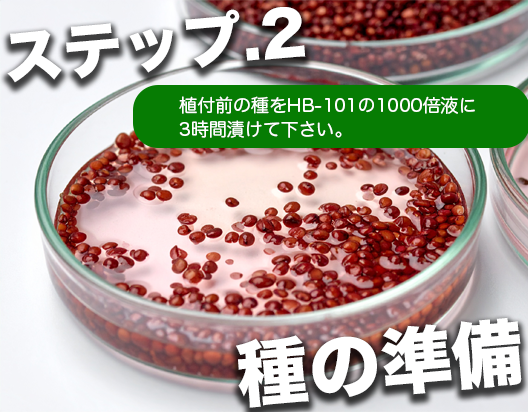 種子の発芽・発根を促進する